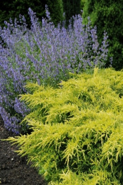 Можжевельник средний / пфитцериана Голд Стар